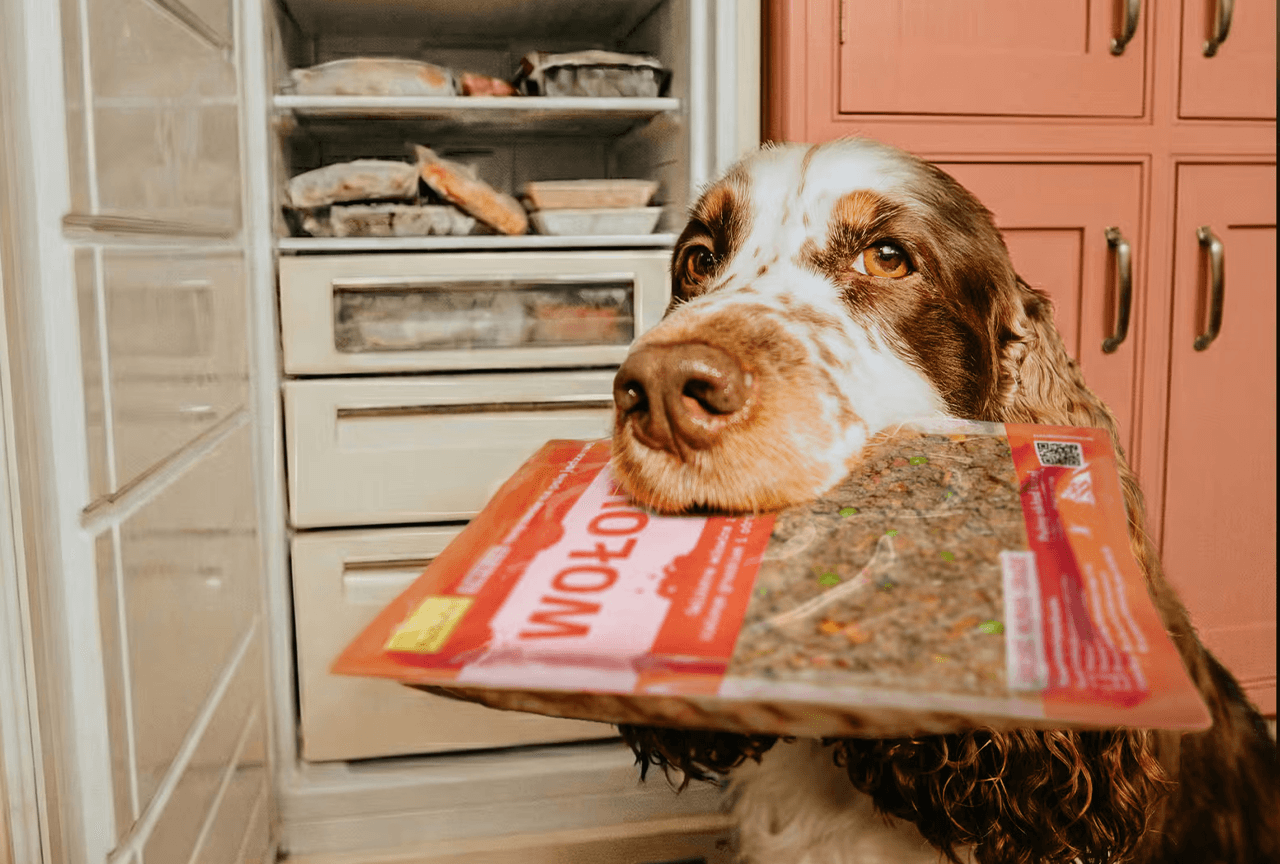 Spaniel holding a Wołowe Love PsiBufet pouch next to the fridge