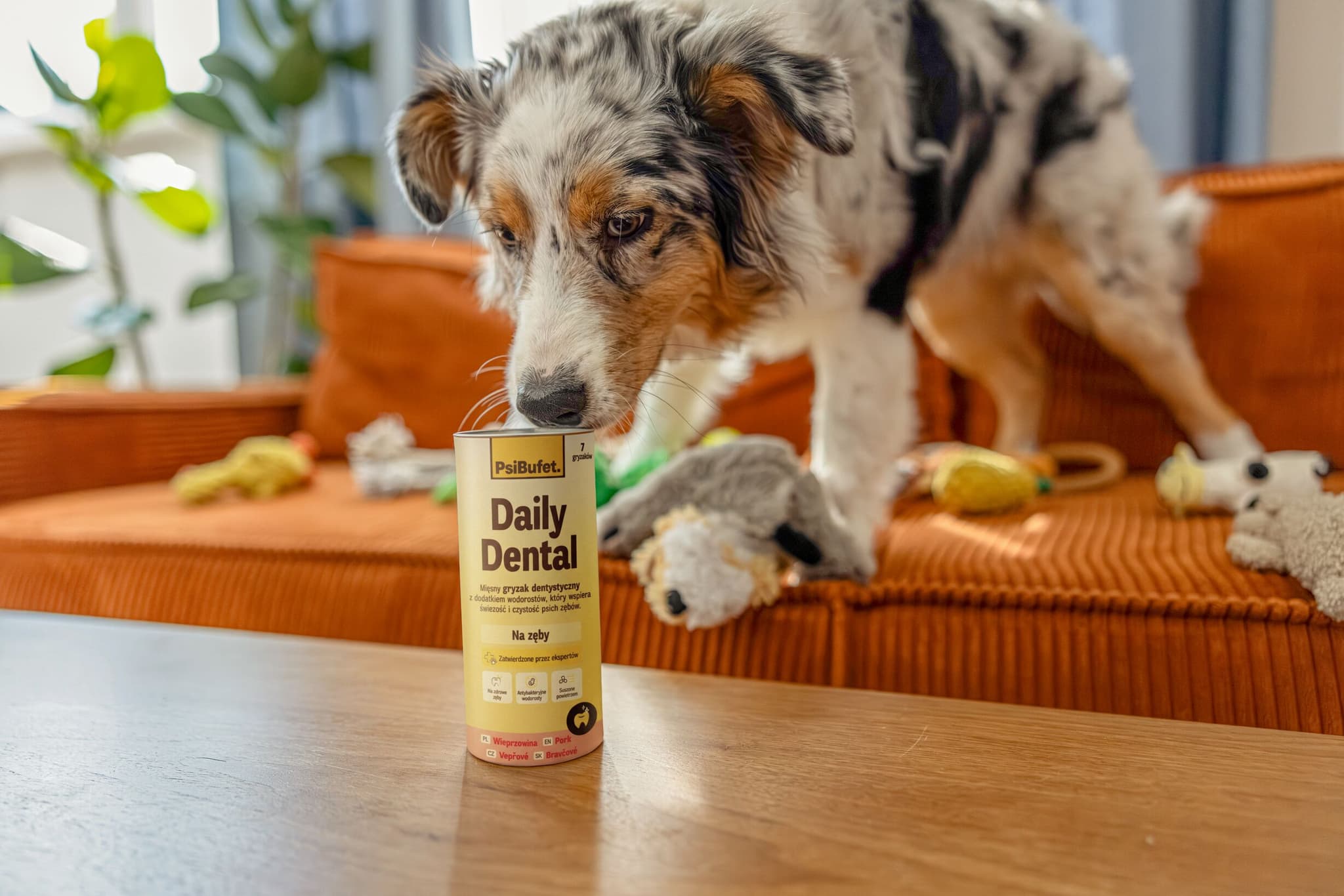 Australian shepherd sniffing PsiBufet Daily Dental treats standing on a coffee table