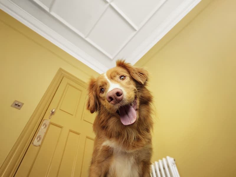 Dog looking down at food bowl