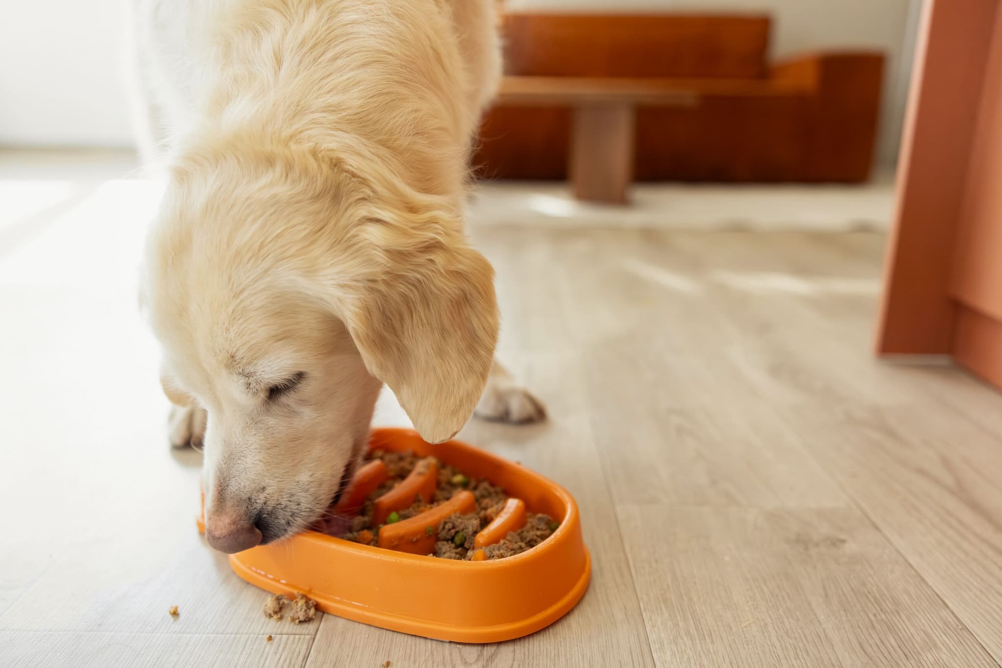 Golden retriever eating from an orange slow feeding bowl