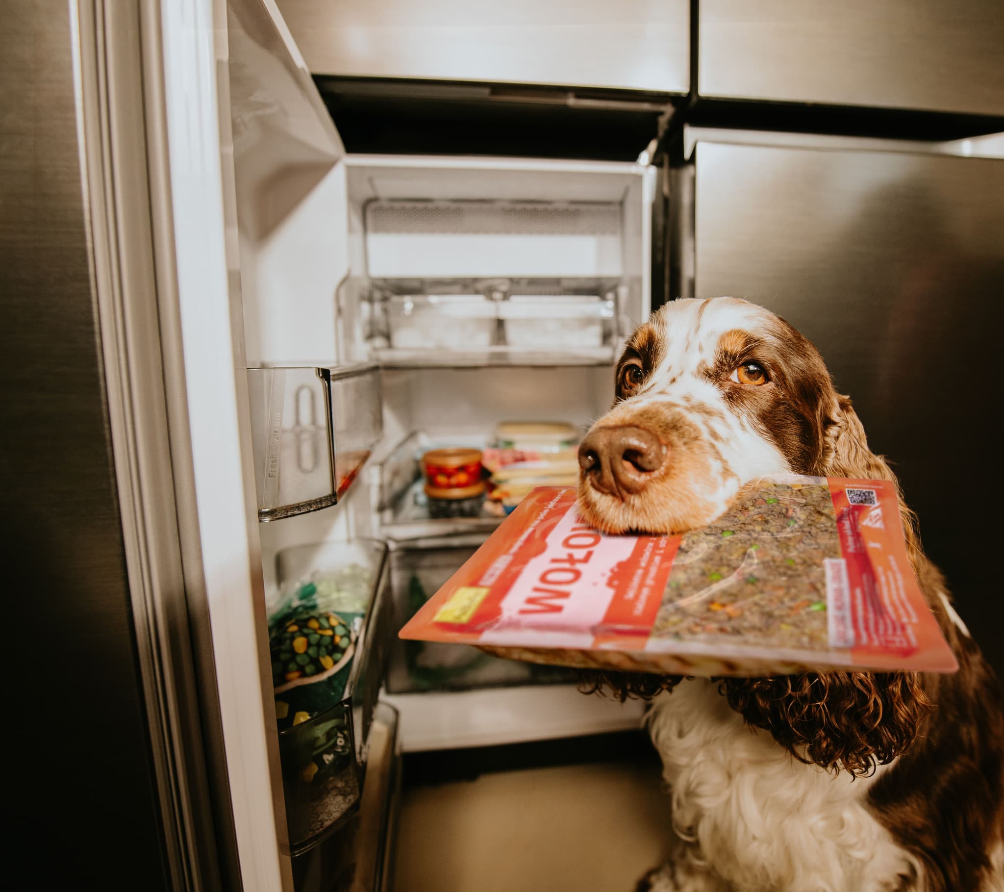 Spaniel holding packaged meat in mouth, standing by an open refrigerator filled with various food items.