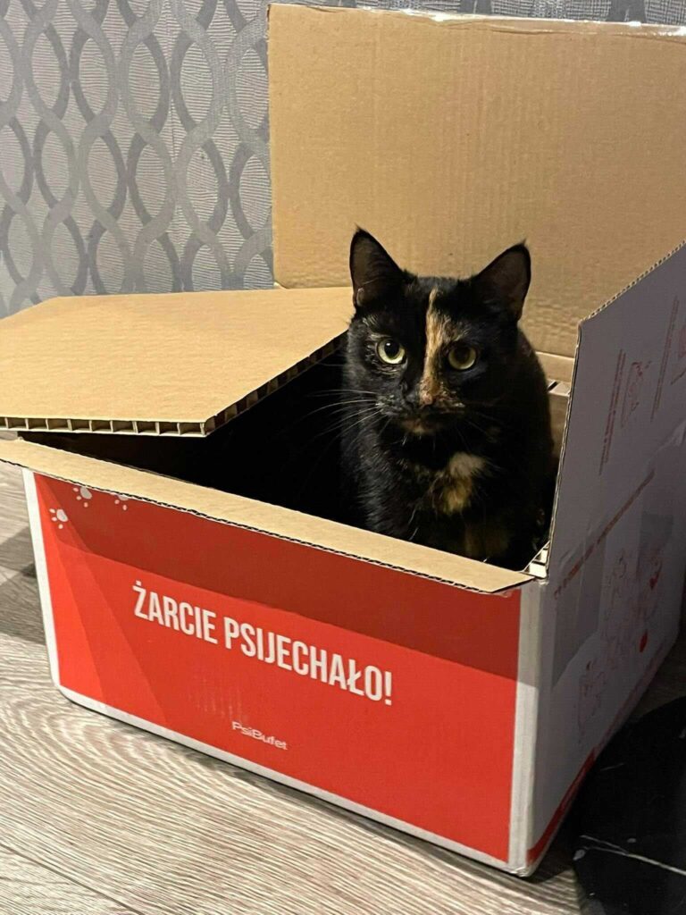 kot w kartonie