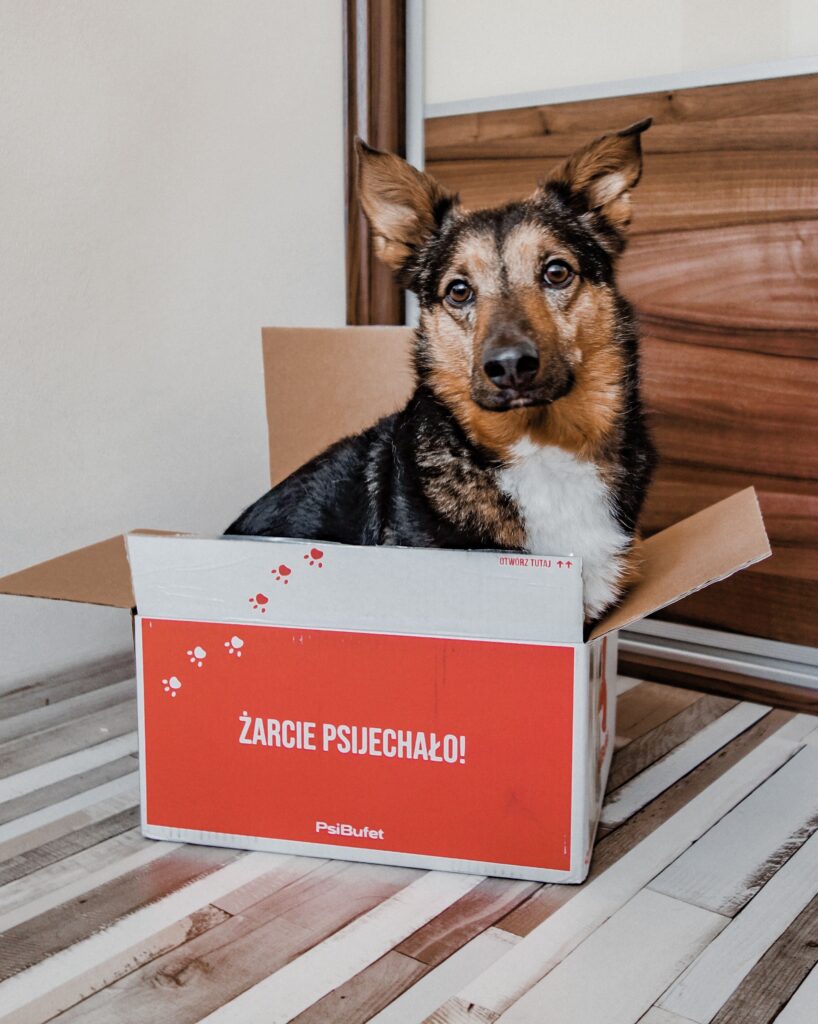 piesek siedzi w kartonie