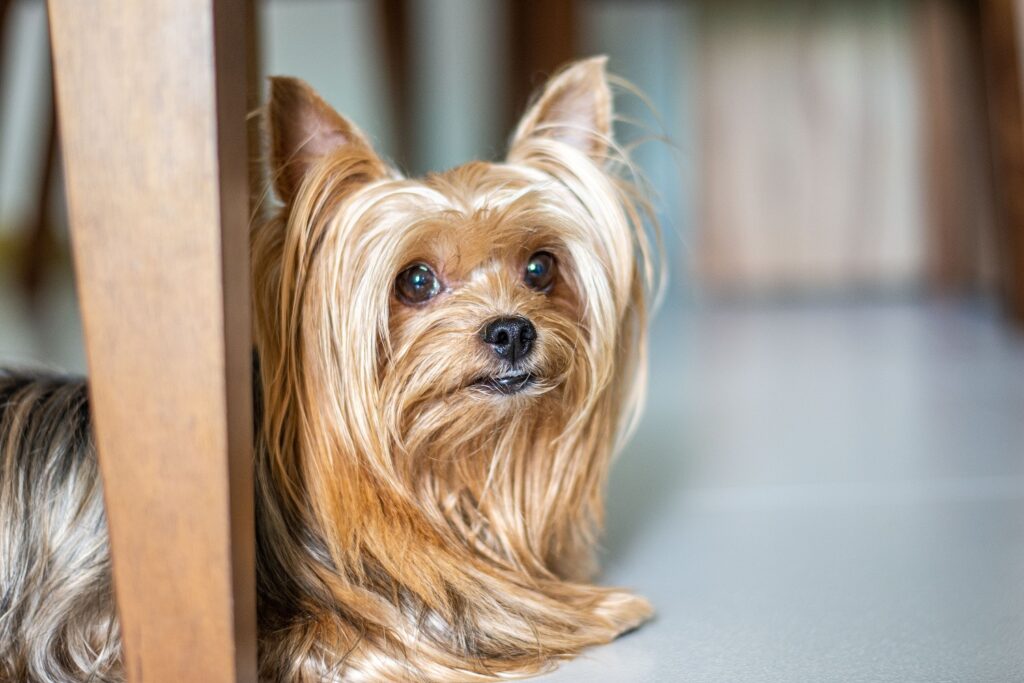 yorkshire terrier