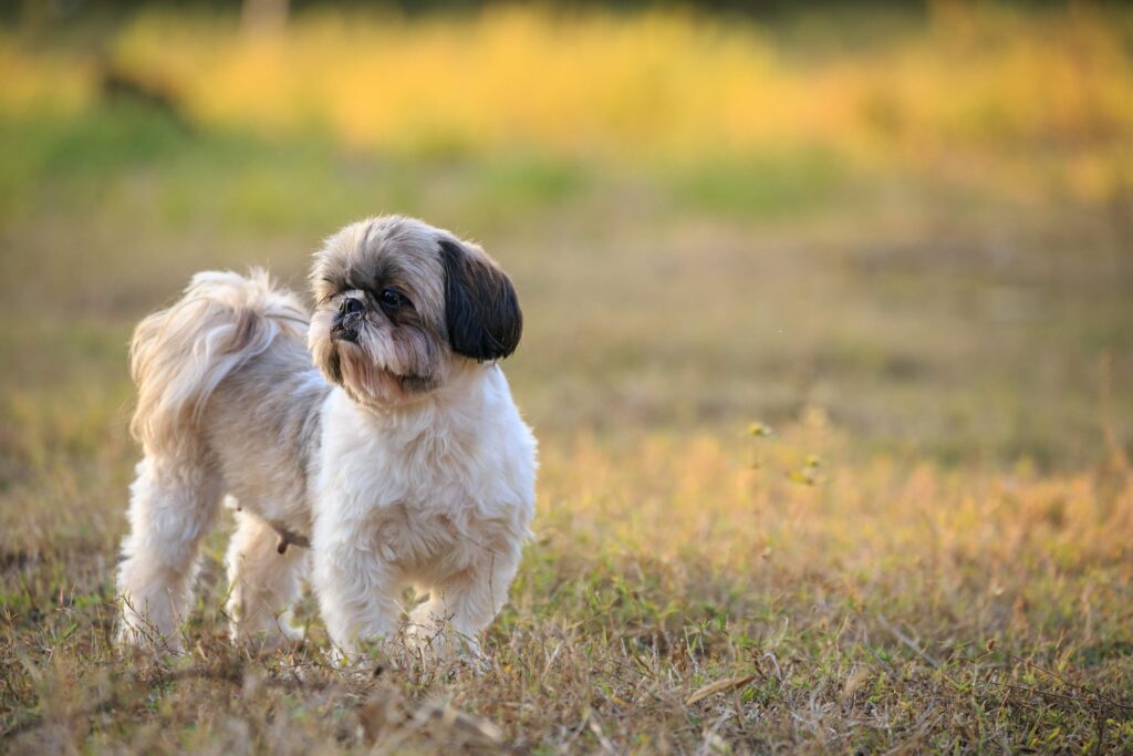 shih tzu