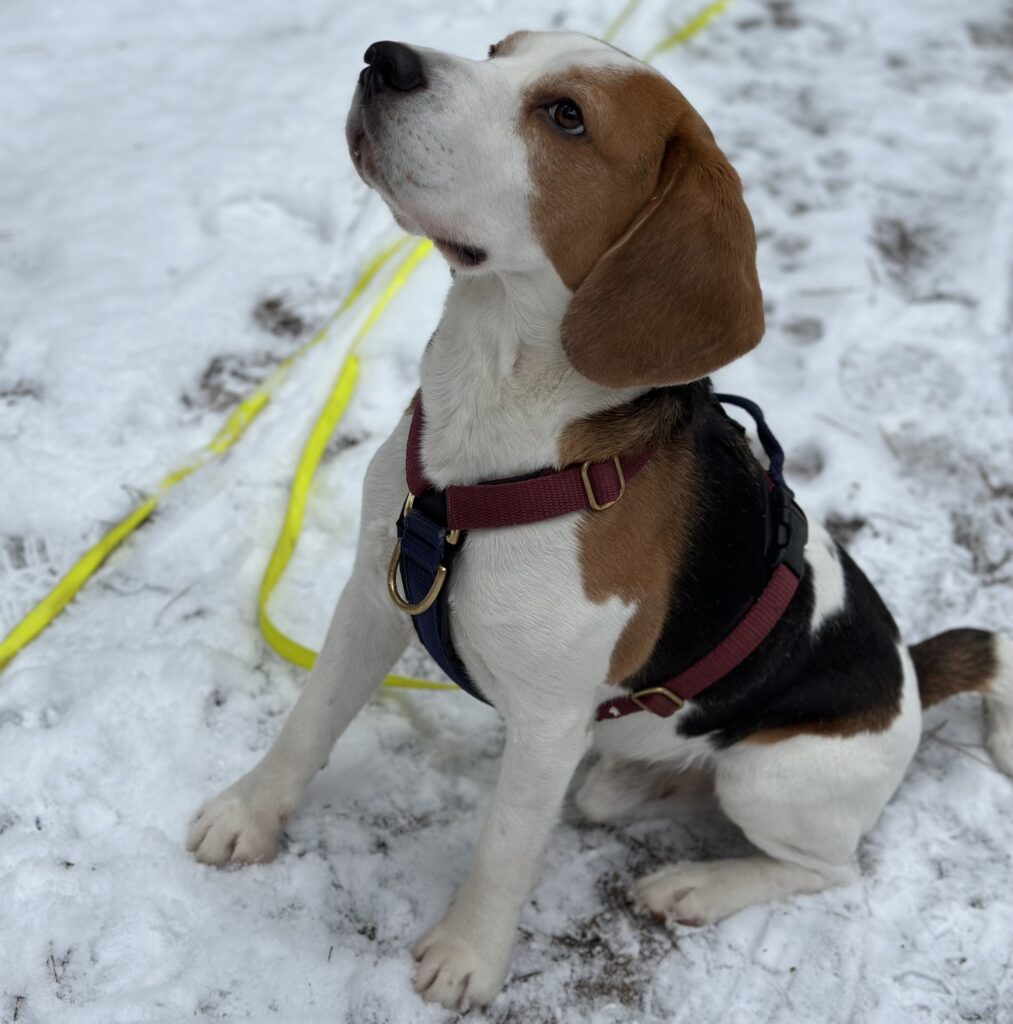 beagle - rasy psów średnich