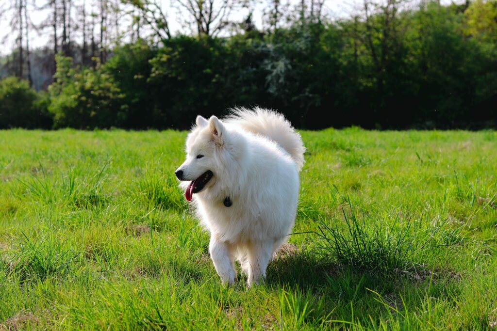 samojed