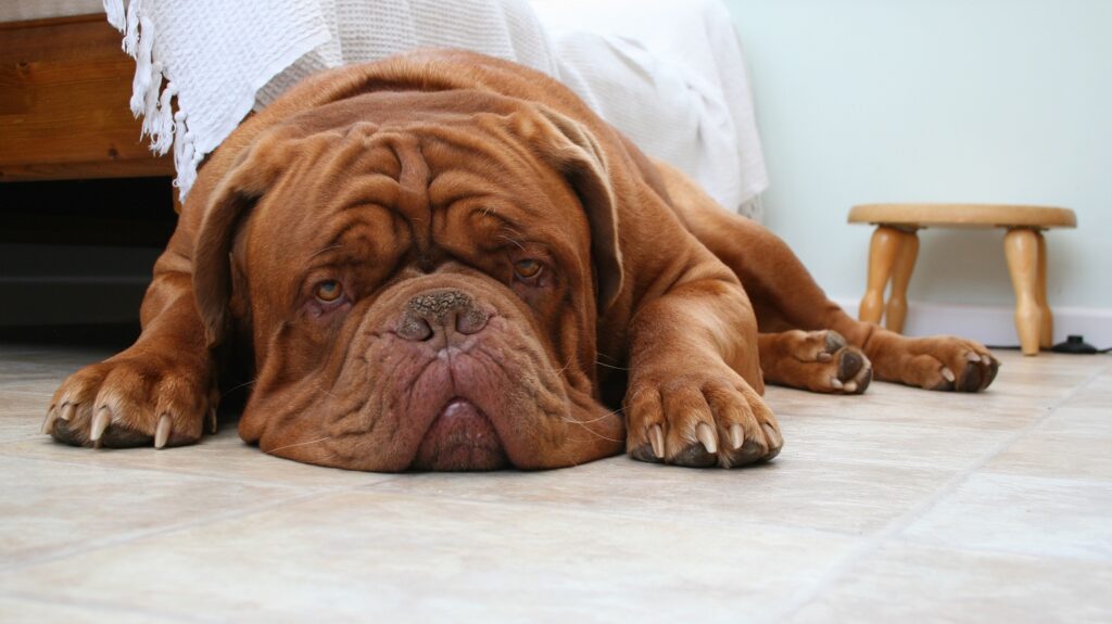 dogue de bordeaux