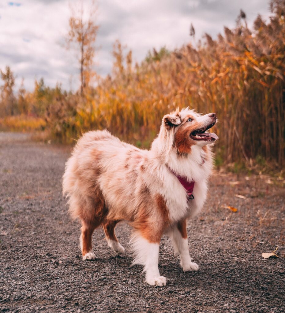 owczarek australijski