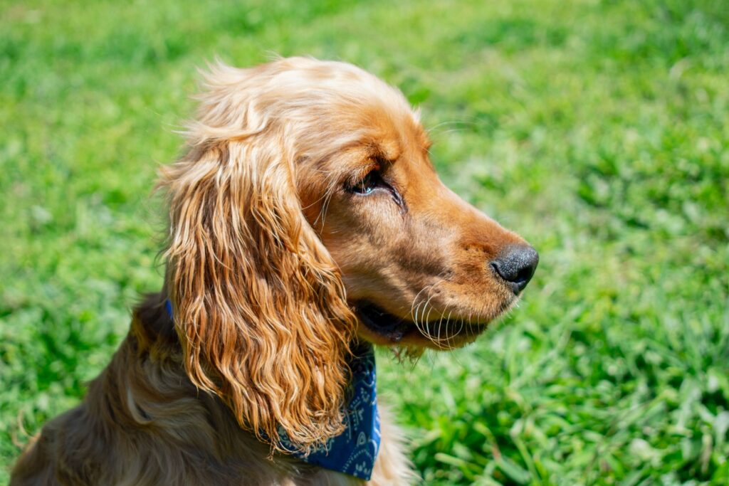 cocker spaniel angielski