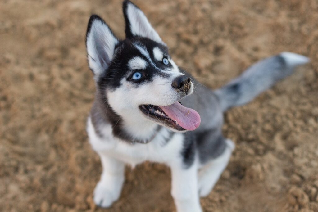 siberian husky